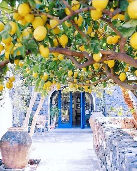 Yard Basics on Instagram: “Wouldn’t it be utterly blissful to walk under the lemon trees 🍋to the blue door, 🦋and back, 😍and repeat... 💚🤗 repost from  @anastasiaprotas…” Capri Italia, Italian Party, Spring Events, Citrus Plant, Amalfi Italy, Amalfi Coast Italy, Vacation Mood, Europe Map, Orange Tree