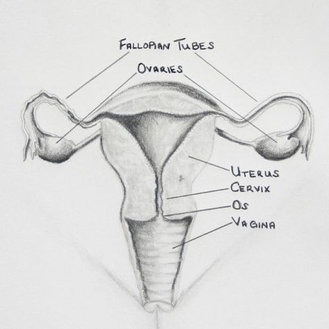 Female Reproductive System Diagram, Drawing Biology, Female Reproductive System Anatomy, Female Reproductive Anatomy, Human Anatomy Picture, Science Diagram, Human Anatomy Female, Endocrine Glands, Biology Diagrams