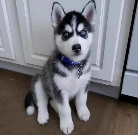 Baby Huskies With Blue Eyes, Husky Puppy Training, Baby Husky, Miniature Husky, Puppy Husky, Cute Husky Puppies, Baby Huskies, Cutest Animals On Earth, White Husky