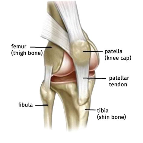 Anatomy of Knee and common knee injuries Dislocated Knee, Knee Dislocation, Acl Knee, Knee Pain Exercises, Leg Bones, Basic Anatomy And Physiology, Knee Cap, Related Post, Knee Exercises