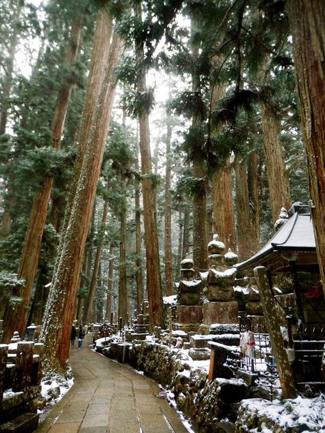 Wandering through the towering cedar forests is a bewitching experience King Nothing, Miyajima Island, Japan Honeymoon, Asia Continent, Cedar Forest, Edo Era, Women Traveling, Japan Vacation, Japan Travel Tips