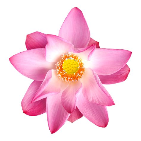 Lotus Top View, Pink Lotus Flower, Background Water, Flower Blooming, Pink Lotus, Flower Tops, Water Lily, Top View, Lotus Flower