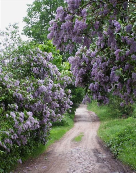 Danish Summer, Purple Flowers Garden, Lilac Garden, Lilac Cottage, Cottagecore Spring, Lilac Tree, Garden Diary, Blue And Purple Flowers, Beautiful Cottages