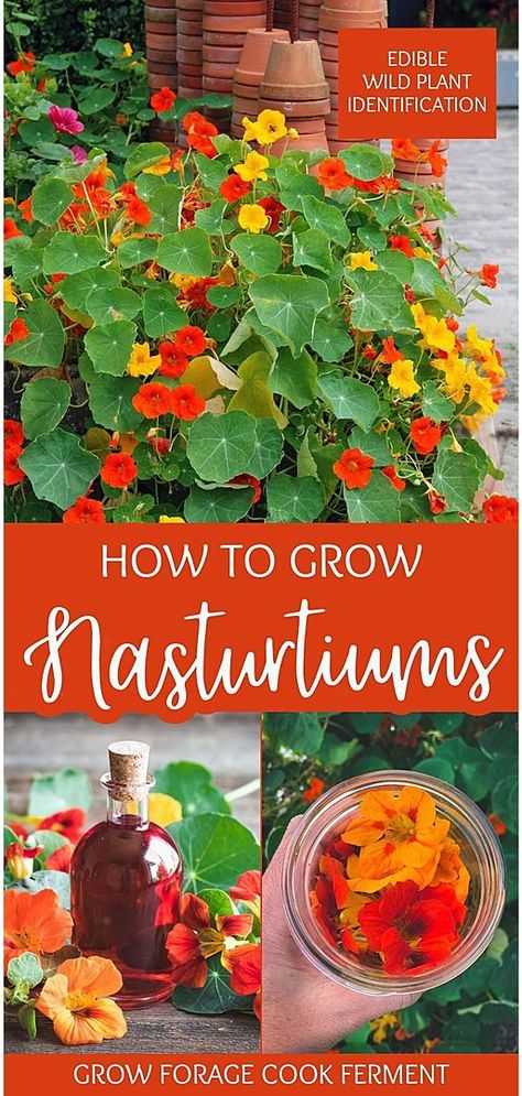 Ready to try your hand at growing nasturtiums from seeds? These edible flowers are a great addition to your herbs garden. If you need a simple flower gardening idea for this spring, learning how to plant nasturtiums outdoors might just be your ticket. They also adapt well to hanging baskets! Enjoy the unique spiciness nasturtium flowers and leaves lend to various healthy summer dishes. Diy Backyard Garden Ideas, Diy Backyard Garden, Nasturtium Flowers, Backyard Garden Ideas, Herbs Garden, Edible Wild Plants, Vegetable Garden Diy, Summer Dishes, Flower Gardening