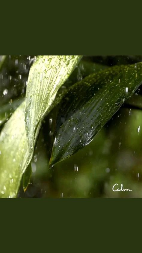 Rain And Thunder Sounds, Relaxing Rain Sounds, Rain Sounds For Sleeping, Amazing Scenery, Muhammed Sav, Rain Sounds, I Love Rain, Rain And Thunder, Sound Of Rain