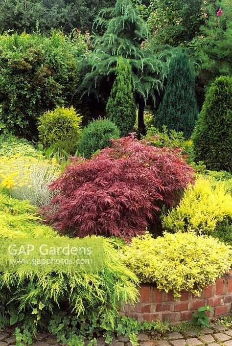 Acer palmatum 'Dissectum Atropurpureum' in raised bed with conifers Glenn Cottage, Shropshire Raised Borders, Japanese Maples, Acer Palmatum, Plant Photography, Japanese Maple, Raised Bed, Raised Beds, Garden Plants, Borders