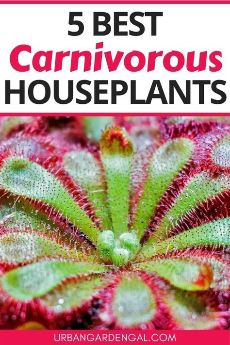 Carnivorous houseplants Carnivorous Plants Care, Insect Eating Plants, Carnivorous Plants Terrarium, Sundew Plant, Plante Carnivore, Bog Garden, Natural Mosquito Repellant, Growing Plants Indoors, Pitcher Plant