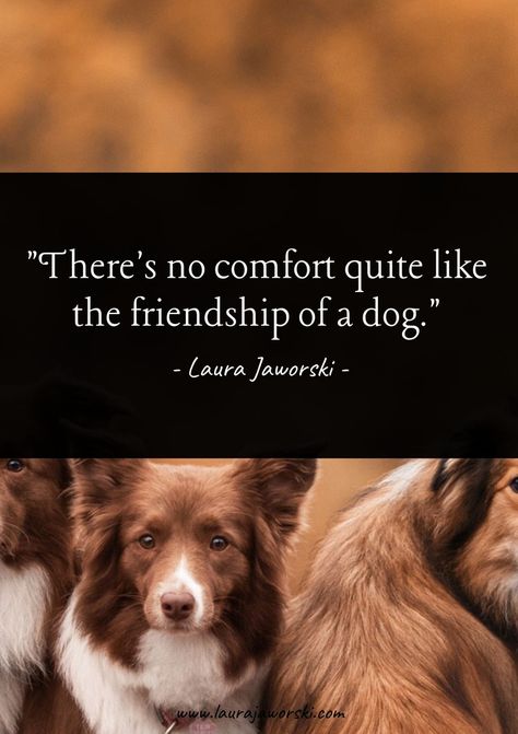 "There's no comfort quite like the friendship of a dog." ~ Laura Jaworski (@bugburrypond) 🐶♥️ #dogs #dogquotes #doglove #animalquotes #laurajaworski #namaste www.laurajaworski.com Dog Friendship Quotes, Laura Jaworski, Puppy Quotes, Friendship Quote, The Friendship, Horse Quotes, Pomeranian Dog, Animal Quotes, Dog Quotes