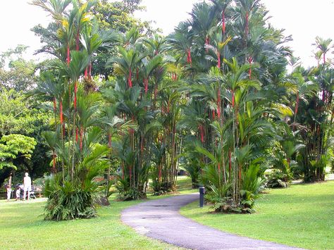 Cyrtostachys renda Singapore Cyrtostachys Renda, Lipstick Palm, Hydrangea Serrata, Nordic Green, Palm Trees Landscaping, Tropical Landscape Design, Conservatory Garden, Garden Fun, Longwood Gardens