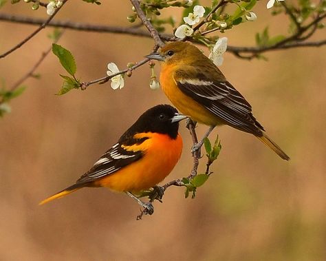 Baltimore Oriole Pair | Mr. & Mrs. Baltimore Oriole enjoying… | Flickr Baltimore Orioles Birds, Oriole Bird, Baltimore Oriole, Bird Perch, Backyard Birds, All Birds, Tropical Birds, Bird Pictures, Colorful Birds