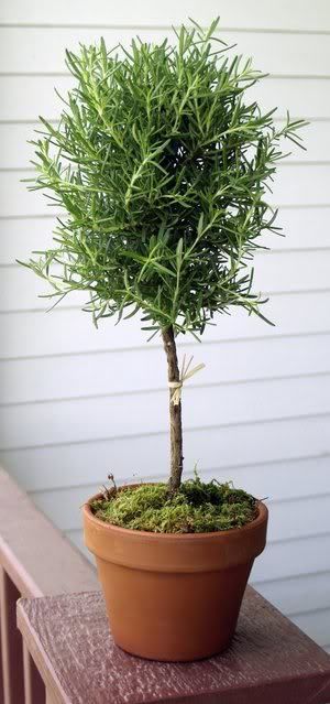 Rosemary Topiary Rosemary Topiary, Vintage Gardens, Ball Topiary, Tattoo Plant, Topiary Plants, Topiary Garden, Mosquito Repelling Plants, Topiary Trees, Gardening Gift