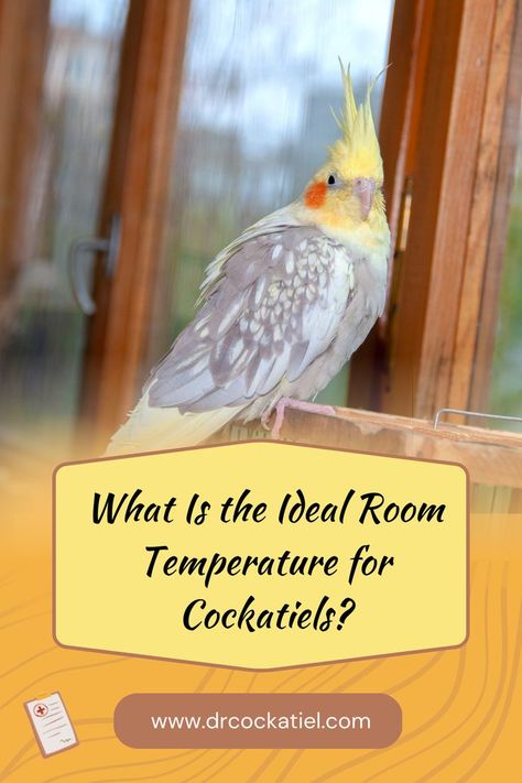 cockatiels Cockatiel Care, Do You Know What, Well Being, How Can, Habitat, Did You Know, Pick Up