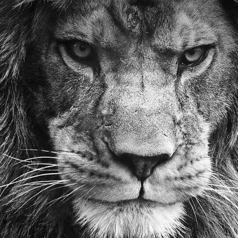 Lions I Will Win, Winning Quotes, Lion Quotes, Lion Photography, Lions Photos, Lion Wallpaper, Lion Images, Lion Pictures, Warrior Quotes