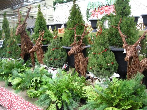 grapevine reindeer, live christmas trees and winter urn inserts oh my! ...Georgina garden centre Christmas Garden Center Displays, Garden Center Christmas Displays, Garden Centre Displays, Christmas Tree Store, Garden Center Displays, Christmas Tree Lots, Live Christmas Trees, Christmas Displays, Garden Centers