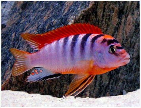 Swordtail Fish, Lake Malawi Cichlids, African Cichlid Aquarium, South American Cichlids, Malawi Africa, Cichlid Aquarium, Malawi Cichlids, Lake Malawi, Cichlid Fish