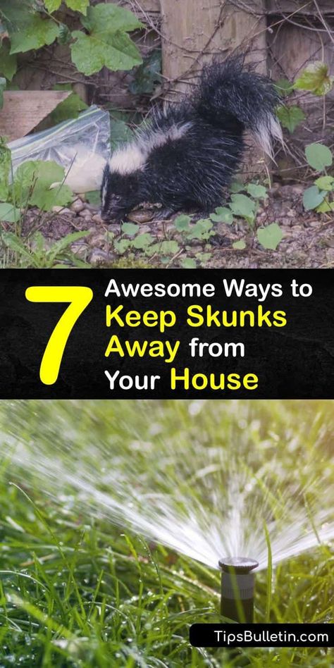 Diy Skunk Repellent, Skunk Repellent Yards, Natural Skunk Repellent, Skunk Deterrent, Diy Skunk Smell Remover Dogs, Skunk Deterrent Backyards, Mothballs Uses, Skunk Removal, Skunk Repellent