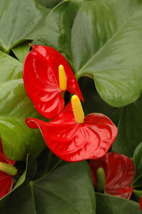 Flamingo Lily, Growing Lilies, Peacock Plant, African Plants, Flamingo Flower, Tree Fern, Plants To Grow, Lily Plants, Leaf Texture