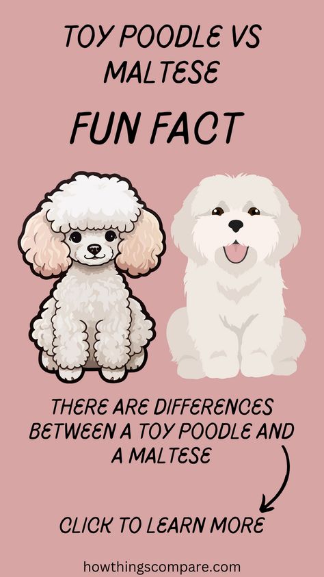 Curious about the adorable world of Toy Poodles and Maltese dogs? Explore the unique characteristics, from their luxurious coats to their playful personalities. Our detailed comparison covers everything from grooming needs to temperament, helping you decide which fluffy companion is the perfect fit for your lifestyle. Get ready to fall in love with these enchanting breeds! Toy Poodle Grooming, Male And Female Animals, Maltese Poodle Mix, Maltese Breed, Maltese Poodle, Toy Poodles, Puppy Cut, Maltese Dog, Dental Problems