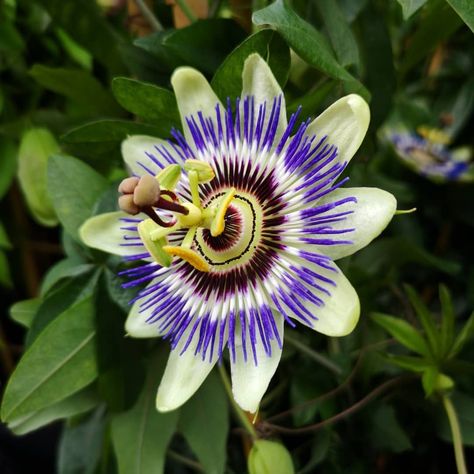 Blue Passion Flower (Passiflora caerulea) Rainforest Flowers, Horticulture Garden, Blue Passion Flower, Passiflora Caerulea, Flor Tattoo, Zoo Project, Botanical Sketchbook, Sun Light, Passion Flower