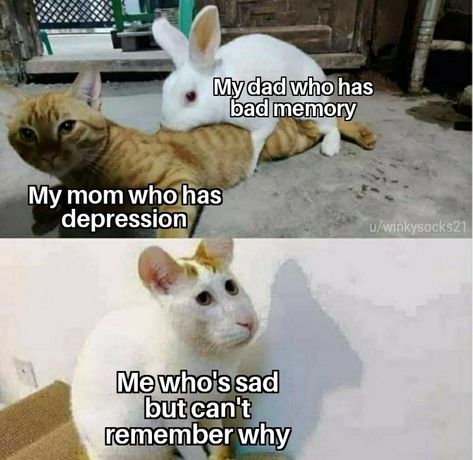 Bunny Hybrid, Hybrid Drawing, Cat Hybrid, Comment Memes, Bunny Cat, Hybrid Cat, Love Memes Funny, Memes Animes, Funny Memes About Life