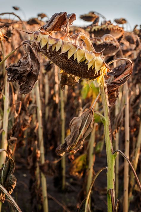 Growing Sunflowers for Seed Seeds Growing Photography, Growing Sunflowers From Seed, Sunflower Seeds Aesthetic, Sunflower Seed Photography, Harvesting Sunflower Seeds, Growing Sunflowers, Sunflower Seeds, Vegetable Garden, Flower Power