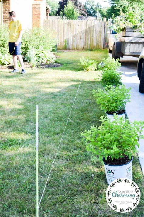 Hydrangea Lined Driveway, Hydrangea Border Landscaping, Hydrangea Hedge Fence, Property Border Landscaping, Hydrangea Fence Line, Hydrangea Hedge Front Yards, Hydrangea Garden Front Yard, Hydrangea Hedges, Daycare Entrance