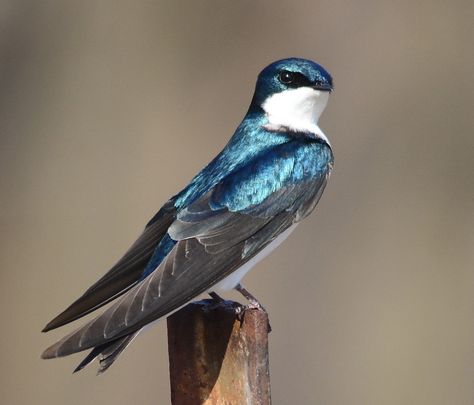 Tree Swallow So pretty! Tree Swallow, Bird Barn, Swallow Bird, Wild Creatures, Australian Birds, Blue Tree, Exotic Birds, Pretty Birds, Wildlife Animals