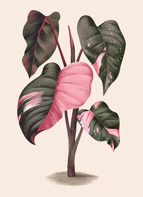 Beautiful digital illustration of Philodendron erubescens 'Pink Princess' by Aga Więckowska on Behance. #plantsillustration #homeplantart #plantlady Philodendron Erubescens, Dp Boy, Dp Girl, Girl Cool, Acrylic Art Projects, Dp Images, Princess Drawings, Watercolor Plants, Pretty Drawings