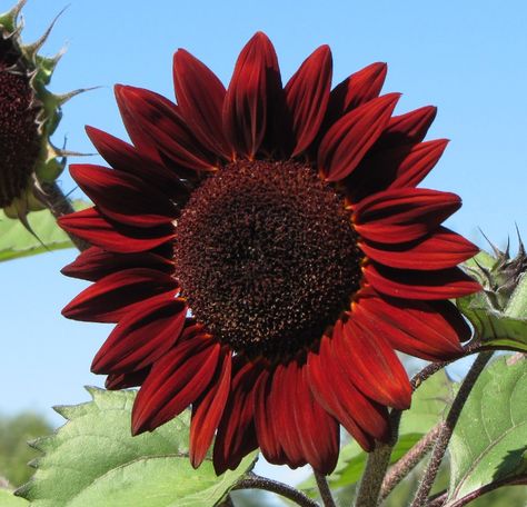 Sunflower - Denver Botanical gardens - 2014 - Pictures taken by me are labeled. Please re-pin them, BUT they are NOT available for use in a commercial enterprise. That is a copyright violation Chocolate Sunflower, Sunflower Quilt, Seeds Planting, 2014 Pictures, Growing Sunflowers, Sunflower Quilts, Sunflowers And Daisies, Red Sunflowers, Awesome Nature