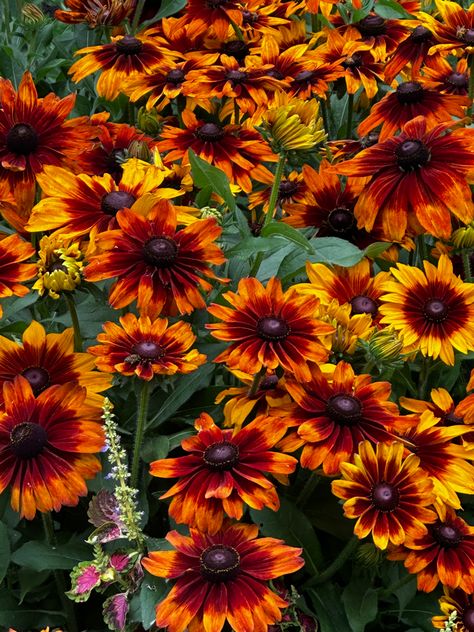 #flowers #red #yellow #orange Yellow And Orange Flowers, Red And Yellow Flowers, Red And Orange Flower Tattoo, Red Orange Yellow Aesthetic, Red Orange Yellow Flowers, Wild Flowers Orange, Orange Sunflowers, Spring Red, Painted Vinyl