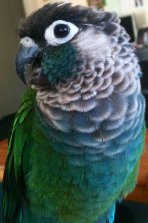 Pearly Conure | Pyrrhura lepida Conure Bird, Conure Parrots, Sun Conure, Type Specimen, Funny Parrots, Parakeets, Parrot Bird, Skateboarder, Pet Bird