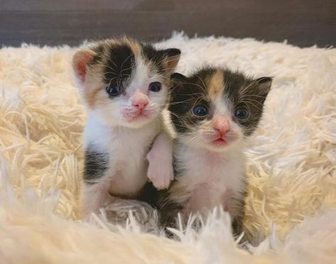 Two Kittens, Gatto Carino, Calico Kitten, Animated Animals, Baby Kittens, Cat Aesthetic, Cute Cats And Kittens, Cute Cats And Dogs