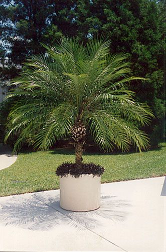 Phoenix roebellini ~ Pygmy Date Palm Grows to 15' high good for containers and indoors Pygmy Date Palm, Tree Garden Decor, Pool Planters, Indoor Palm Trees, Pool Plants, Palm Trees Landscaping, Indoor Palms, Florida Landscaping, Date Palm