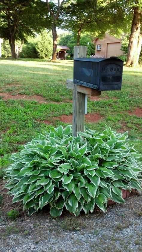 15 Mailbox Makeovers for Instant Curb Appeal Plants Around Mailbox Ideas, Mailbox Design Ideas, Around Mailbox Ideas, Cement Diy Garden, Mailbox Plants, Mailbox Flowers, Diy Garden Ideas, Mailbox Garden, Mailbox Makeover