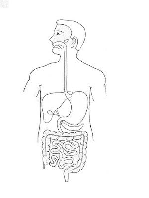 S Digestive System Project, Drawing Biology, Tutorials On Drawing, Digestive System Diagram, Human Body Science Projects, Biology Drawing, How To Draw Human, Order Of Draw, Human Body Worksheets