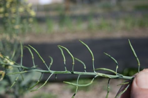 Saving Seeds--broccoli seed pods Saving Seeds, Broccoli Seeds, Sustainable Gardening, Victory Garden, Seed Saving, Veg Garden, Garden Harvest, Sustainable Garden, Seed Pods