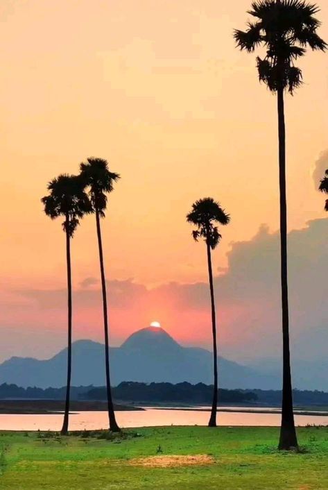 Palm trees.... Palakkad, Kerala, India Resume Form, Dodge Charger 1970, Dp For Whatsapp, Light Background Images, Kerala India, Dodge Charger, Kerala, Wind Turbine, Palm Trees