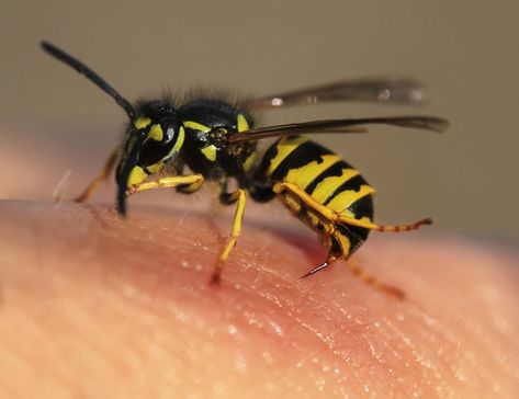 Pearl Trees Essential Oil Wasp Sting, Hornet Sting, Wasp Sting, Wasp Removal, Get Rid Of Wasps, Wasp Stings, Wasp Nest, Flea Prevention, Bees And Wasps