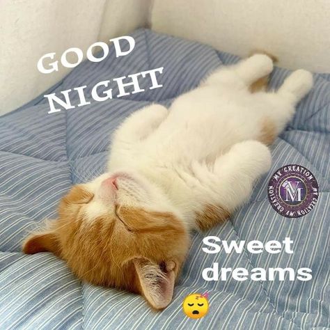 Good Night Cat Images, Good Night Kitty, Cat Good Night, Funny Good Night, Sweet Dreams Sleep Tight, Good Night Qoutes, Good Night Cards, Good Morning Cat, Good Night Cat