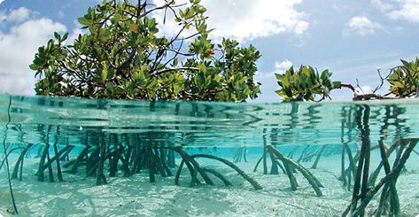 Florida Mural, Underwater Ecosystem, Ecosystem Restoration, Mangrove Roots Underwater, Sumber Daya Alam, Seaweed Underwater Photography, Coral Reef Pollution, Ocean Habitat, Coral Reef Ecosystem