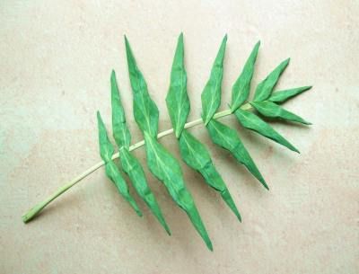 Joost Langeveld Origami Page - making a fern Paper Origami Flowers, Origami Leaves, Flowers 3d, Paper Sculptures, Origami Flowers, Tiger Lily, Paper Sculpture, Crepe Paper, Small Flowers