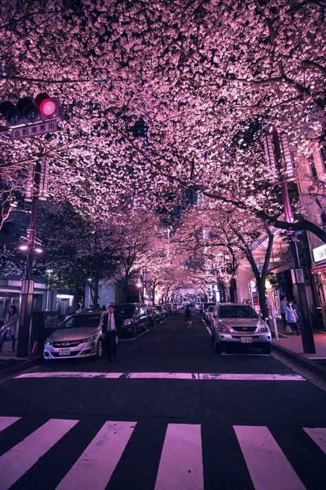 11:11 on Twitter: "Pink cherry blossoms in Japan… " Cherry Blossom Wallpaper, Cherry Blossom Japan, Backgrounds Aesthetic, Japan Photography, New Retro Wave, Japan Aesthetic, Aesthetic Japan, Japanese Cherry Blossom, City Wallpaper