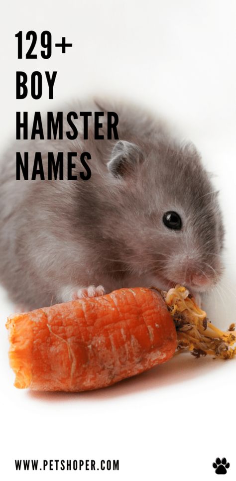 Having a hamster is a great joy for the whole family. Therefore choosing a name can be fun! Best & Cute & Popular Boy Hamster Names in one place! Choose your TOP ideas 💕 like Stitch, Randy, Buddy, Zipper, Chip, Max, Charlie 💖 Hope you will like the list below with great boy names for hamsters! #BoyHamsterNames #BestBoyHamsterNames #CuteBoyHamsterNames #GoodBoyHamsterNames #HamsterNamesMale #HamsterNames #NamesForHamster Syrian Hamster Names, Hamster Names Boy, Hamster Names Ideas, Hamster Breeds, Roborovski Hamster, Bear Hamster, Cute Pet Names, Hamster Names