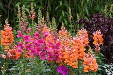 Pink And Orange Garden, Indoor Planter Ideas, Front Door Plants, Dianthus Flowers, Autumn Fern, Hydrangea Shrub, Annual Garden, Types Of Herbs, Diy Garden Fountains