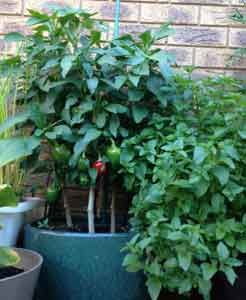 Grow capsicum all year | Sustainable Gardening Australia Growing Capsicum, Capsicum Plant, Vege Patch, Gardening Australia, Vege Garden, Living Sustainably, Sustainable Gardening, Grow Food, Permaculture Gardening