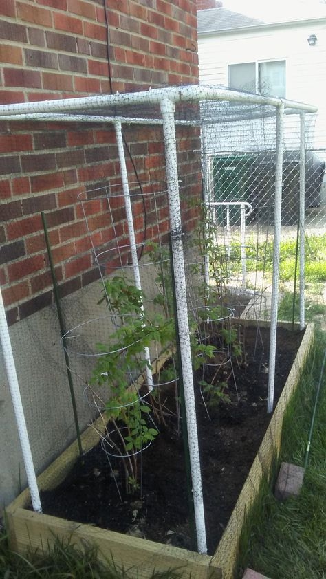 DIY Raspberry Garden - raised bed with garden soil/peat moss mix, 3/4 inch PVC with some elbows/T joints plus glue, bird netting secured with plastic pull-ties to the PVC. Front netting is secured with bricks, so I can 'pull up' and access garden to pick! Fingers crossed! Raised Garden Bed Enclosure, Raspberry Garden, Backyard Raised Garden, Fruit Cage, Small Garden Landscape, Vegetable Patch, Bird Netting, Bucket Gardening, Garden Netting