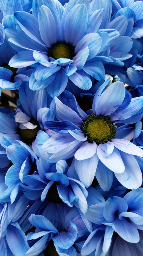 Wallpaper Blue Flowers, November Bujo, Flowers Chrysanthemums, Pennsylvania Dutch, Chamomile Flowers, Chrysanthemum, Blue Flowers, Pennsylvania, Beautiful Flowers