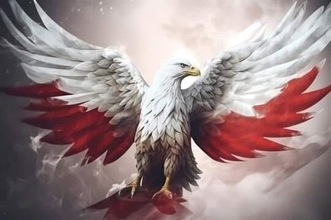 Polish Eagle, White Eagle, Eagle Images, Jesus Is Coming, Adobe Stock, Surrealism, Poland, Funny Memes, Stock Photos