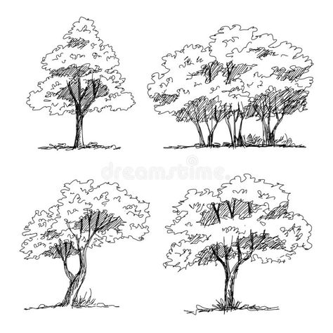 Drawing Environments, Trees Sketch, Architectural Trees, Gambar Lanskap, Plant Sketches, Tree Sketch, Tree Drawings Pencil, Architectural Illustration, Illustration Landscape