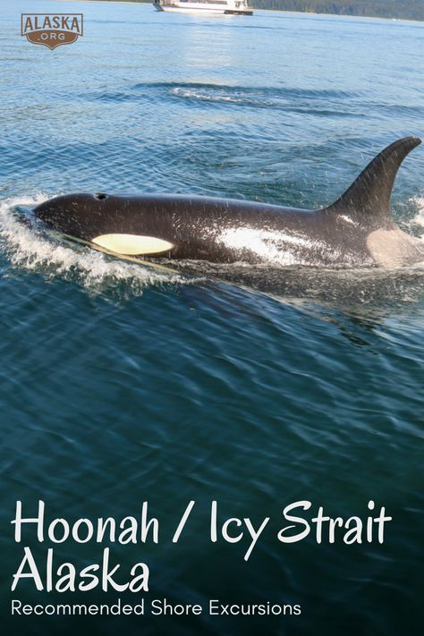 Heading to Hoonah / Icy Strait?? Surround yourself with the largest sum­mer pop­u­la­tions of hump­back whales found in Alas­ka with small group tours that are 3.5 hrs long. Visit https://www.alaska.org/destination/hoonah-icy-strait/shore-excursions to learn more! #youneedalaska #bestofalaska #hoonah #hoonahalaska #hoonahtours #alaskacruise #alaska2022 Hump Back, Alaska Wilderness, Alaska Map, Kenai Fjords, Zip Lining, See The Northern Lights, Alaska Cruise, Alaska Travel, Shore Excursions